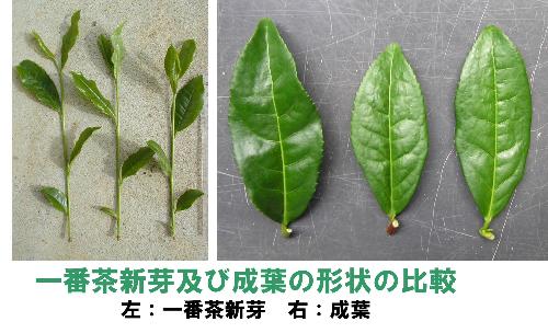 一番茶新芽及び成葉の比較