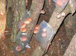 原木から発生したシイタケ。品質保持のため、ビニールで雨よけしています