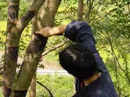 漆掻きの様子