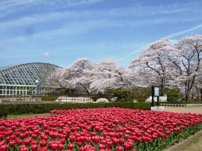 Parks And Botanical Gardens Botanical Garden Kyoto Prefecture