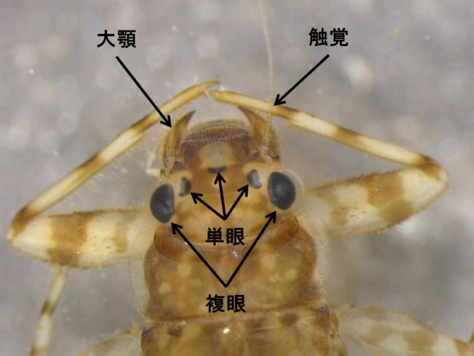 京都府内のカゲロウ 京都府ホームページ