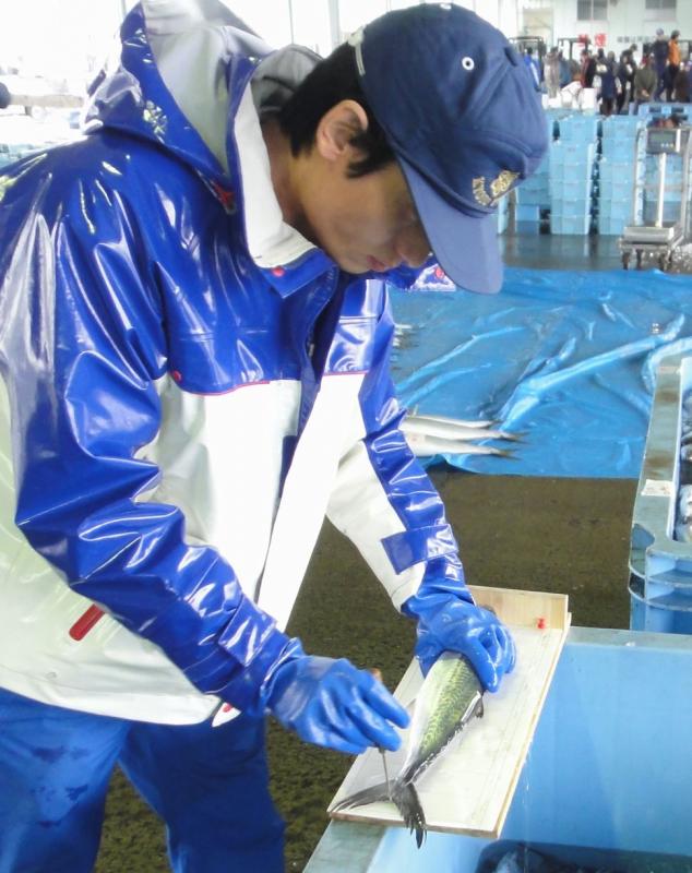 魚市場で魚の体長を測る海洋センターの職員