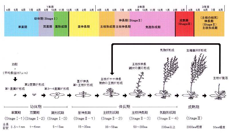 季報第号 ホンダワラの種苗生産と海面養殖