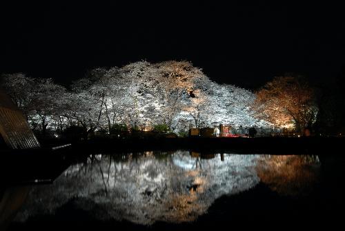 府立植物園桜ライトアップイメージ