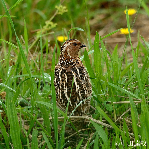 ウズラ 京都府レッドデータブック15