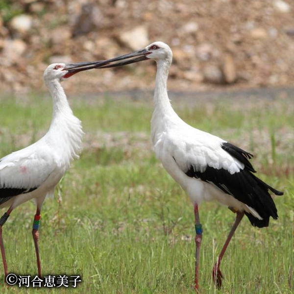 コウノトリ（絶滅危惧種）  撮影：河合恵美子