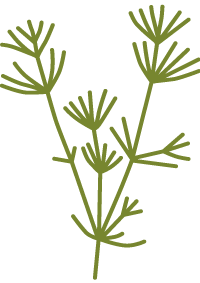 車軸藻類のロゴマーク