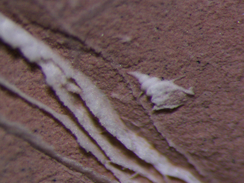 白色三角形に見えるものが放散虫化石である。大きさは約200 μm