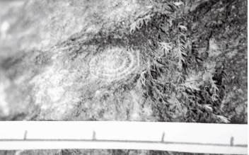 亀岡市西別院町犬甘野の石灰岩表面に見られるフズリナ化石。