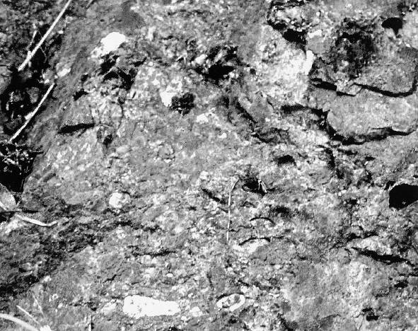 大江町蓼原の多源礫岩。横巾は40cm。穴は石灰岩礫の溶けたもの