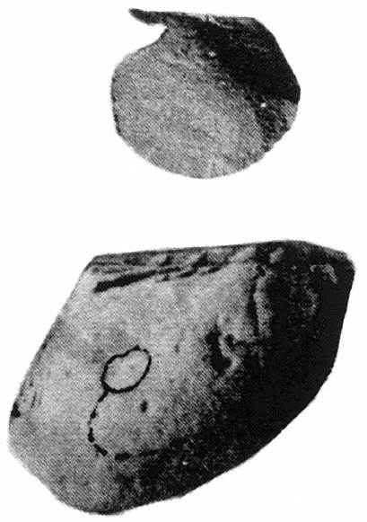 上：Claraia　下：Bakevellia（巾2.5cm）（Nakazawa1959による）