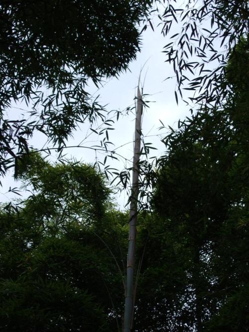 タケノコから大きく生長した1年目の親竹の写真