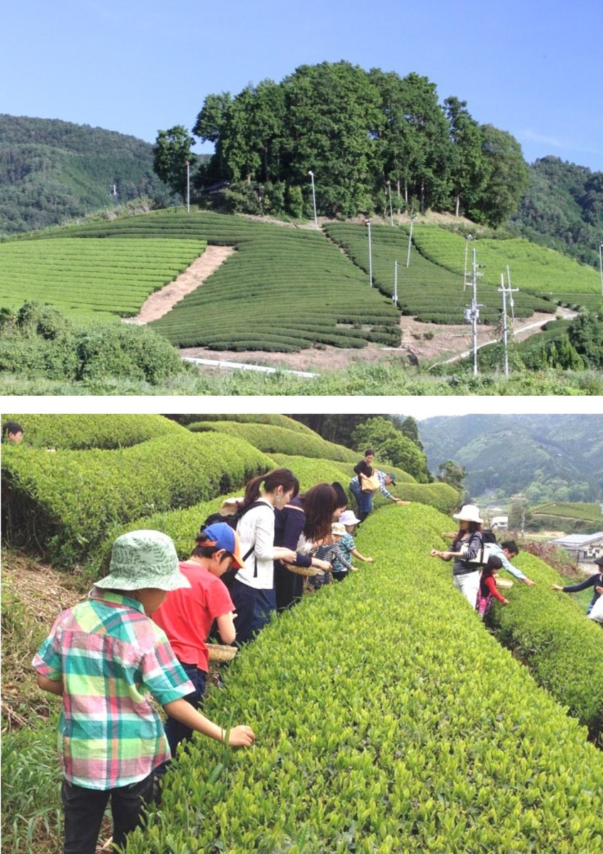 イベント 京都 緑の里山 和束町でお茶づくり体験 和束町 和束茶カフェ前 京都やましろ観光