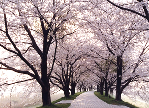八幡市淀川河川公園背割堤地区の桜並木の写真