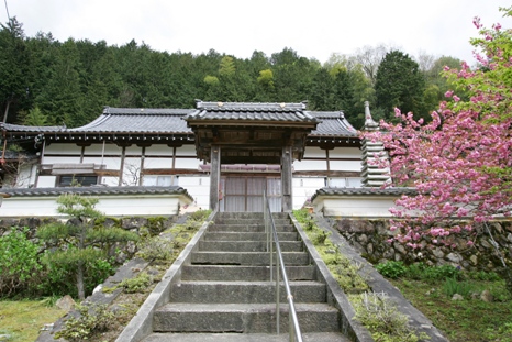 桜と祥雲寺