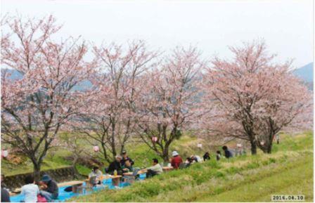 桜祭りの開催