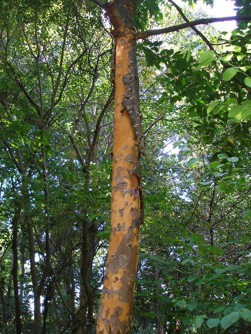 バクチノキの樹皮の剥がれている写真