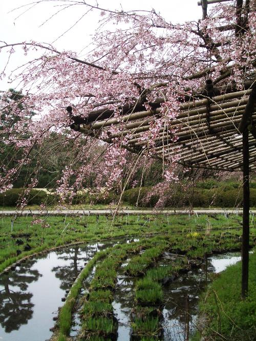 大枝垂れ桜の花の写真