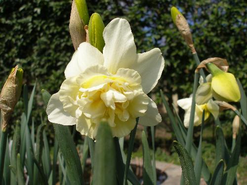 八重咲きスイセンオブダムの写真