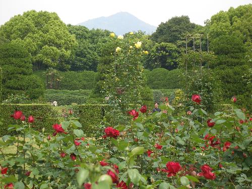 比叡山を借景にしたバラ園の写真