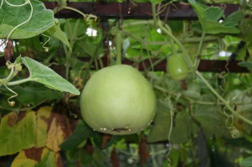 ユウガオの果実の写真