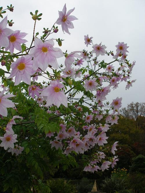 コダチダリアの昨年の開花時の写真