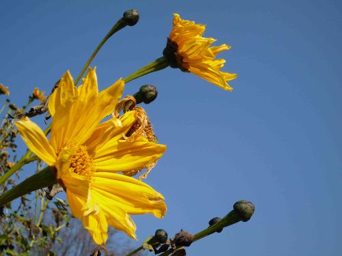 ニトベギクの花の写真