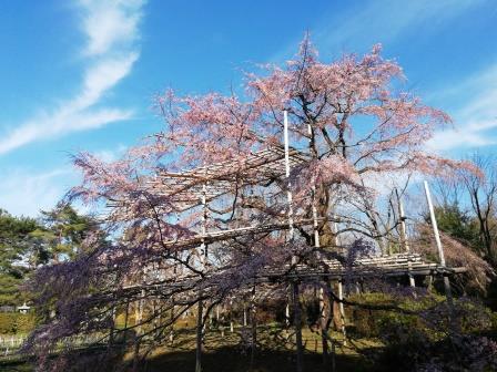 大枝垂桜の様子3月26日朝