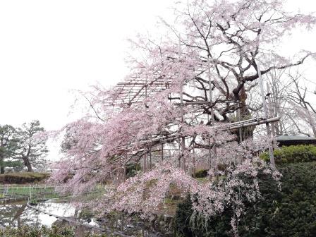 7分咲きの大枝垂桜(大芝生地北)3月30日
