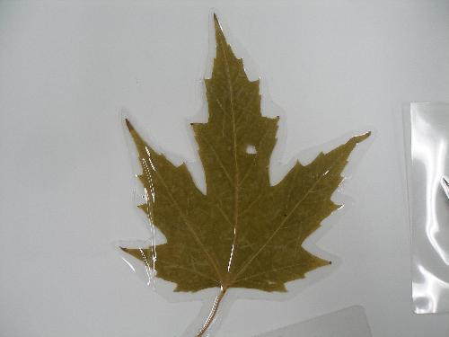 カエデの葉の写真2