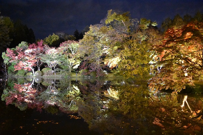 夜の池に映える紅葉1118