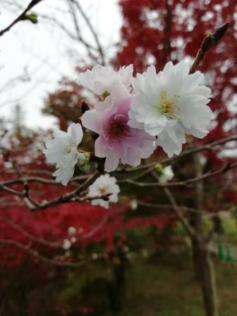 子福桜とイロハモミジ1127