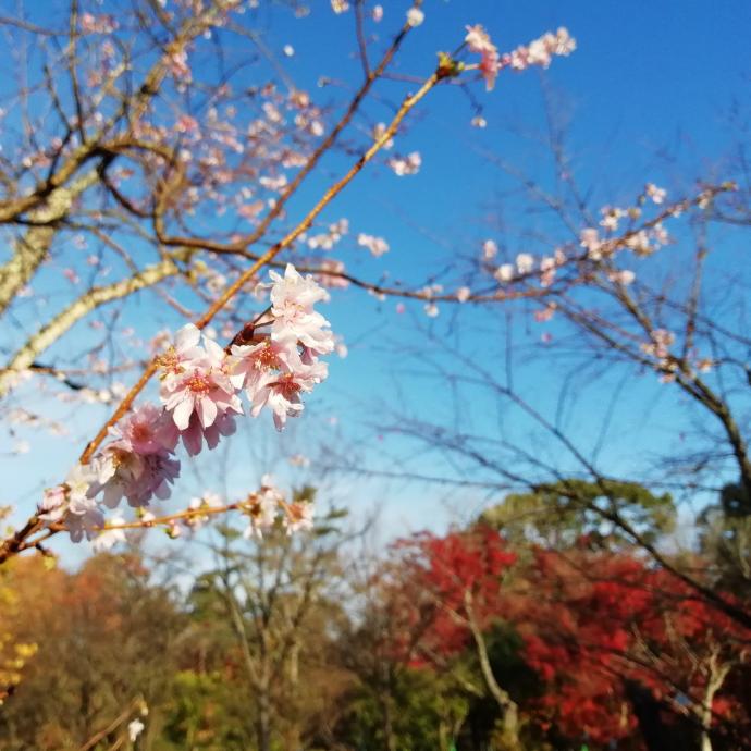 十月桜とイロハモミジ1201