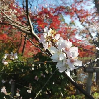 四季桜とイロハモミジ1201