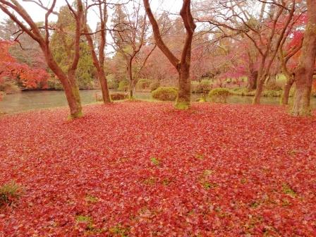 今朝の小雨でイロハモミジの紅葉のじゅうたんも鮮やか1208