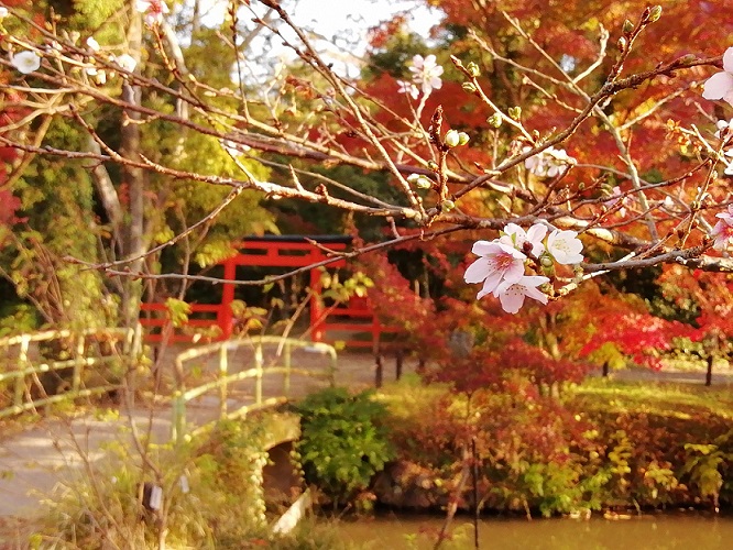 桜と紅葉1118