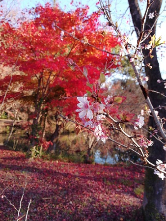 なからぎの森周辺の桜と紅葉1216