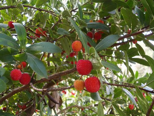 イチゴノキの果実の写真