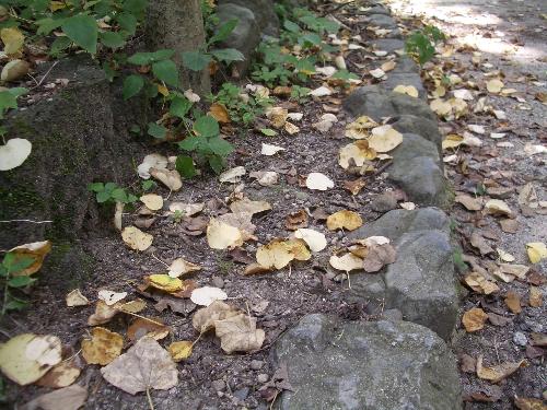 落葉した葉の写真