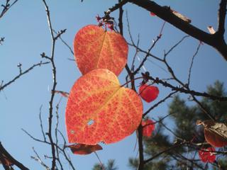 マルバノキ紅葉の写真