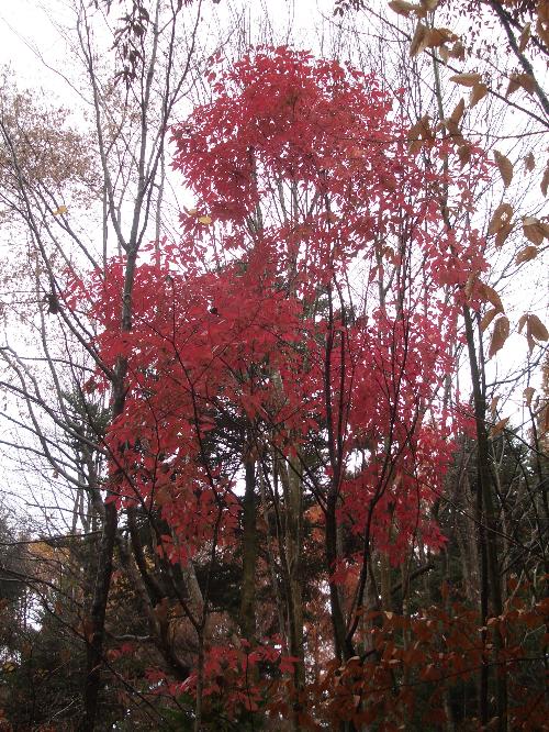 メグスリノキの紅葉の写真