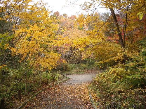 植物生態園の秋の写真