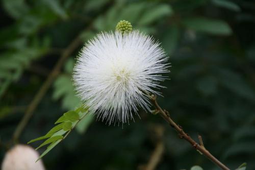オオベニゴウカン白花