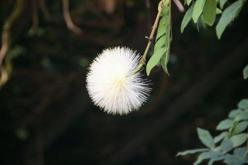 オオベニゴウカン白花写真