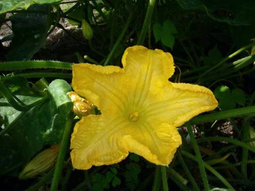 シシガタニカボチャの花の写真