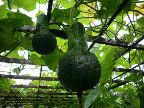 シシガタニカボチャの果実の写真