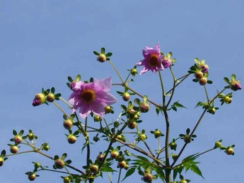 コダチダリア花の写真