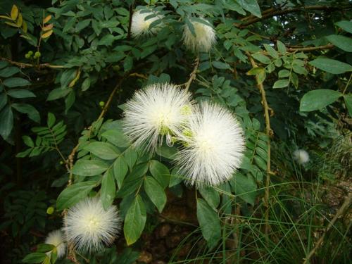 オオベニゴウカン白花の写真