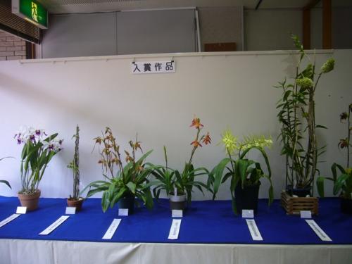 京都洋ラン研究会員の入賞作品の写真