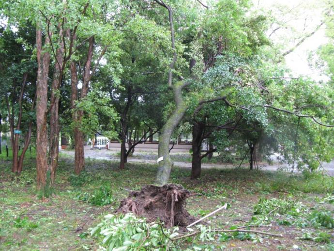 ランシンボクの倒木の写真